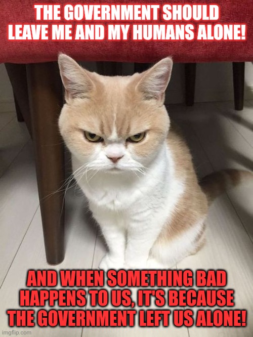 This #lolcat wants to know what people want from their government | THE GOVERNMENT SHOULD LEAVE ME AND MY HUMANS ALONE! AND WHEN SOMETHING BAD HAPPENS TO US, IT'S BECAUSE THE GOVERNMENT LEFT US ALONE! | image tagged in double standards,government,lolcat,think about it | made w/ Imgflip meme maker
