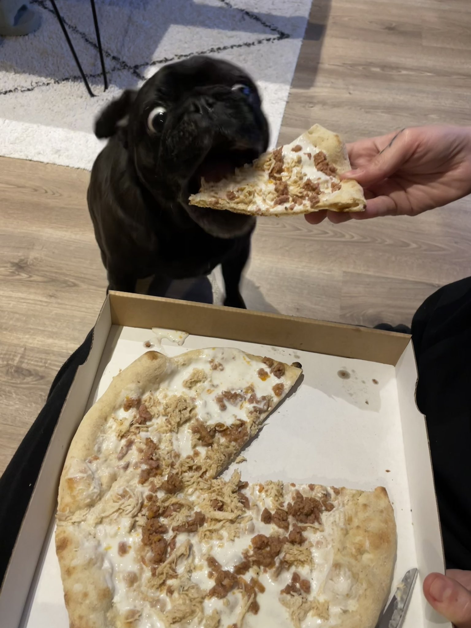 Pug with Pizza 2 Blank Meme Template