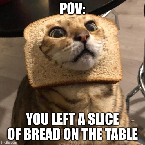 cats be like |  POV:; YOU LEFT A SLICE OF BREAD ON THE TABLE | image tagged in funny cats | made w/ Imgflip meme maker