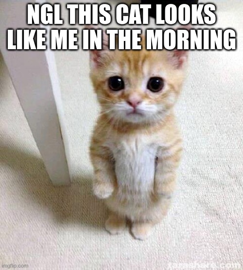 Title lol | NGL THIS CAT LOOKS LIKE ME IN THE MORNING | image tagged in memes,cute cat,cat,morning | made w/ Imgflip meme maker