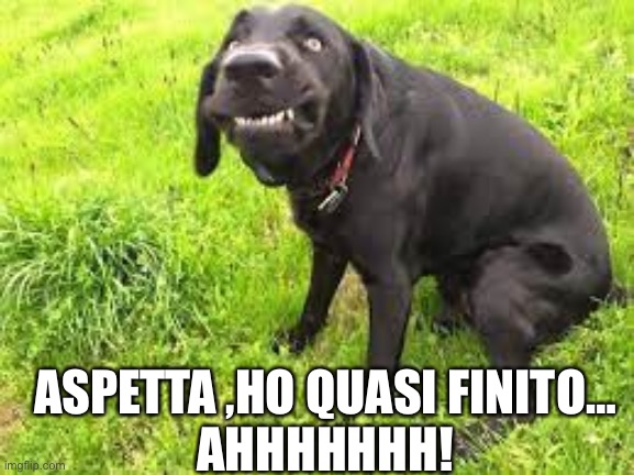 Dogs | ASPETTA ,HO QUASI FINITO…
AHHHHHHH! | image tagged in hello there | made w/ Imgflip meme maker