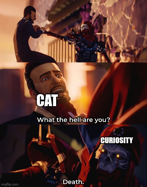 No title needed | CAT; CURIOSITY | image tagged in what the hell are you death | made w/ Imgflip meme maker