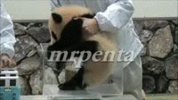 closecall | image tagged in gifs,cute,animals,pandas | made w/ Imgflip video-to-gif maker