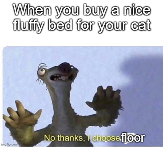 I choose floor | When you buy a nice fluffy bed for your cat; floor | image tagged in no thanks i choose life | made w/ Imgflip meme maker