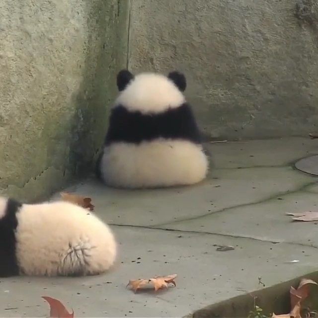 High Quality Panda sitting in corner Blank Meme Template