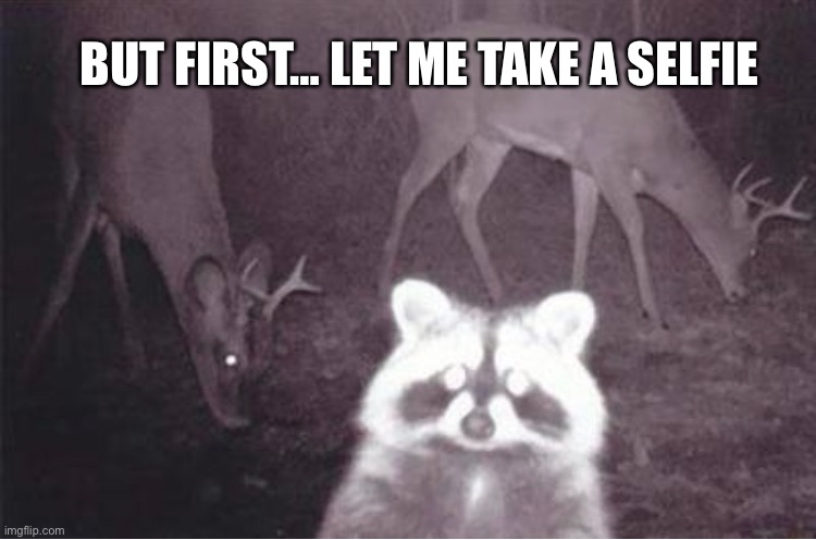Raccoon Selfie |  BUT FIRST… LET ME TAKE A SELFIE | image tagged in selfie,raccoon,deer,wildlife,camera | made w/ Imgflip meme maker