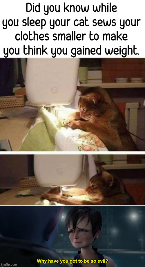 Doing evil like usual | Did you know while you sleep your cat sews your clothes smaller to make you think you gained weight. | image tagged in why so evil,cats,sewing,screwing with you | made w/ Imgflip meme maker