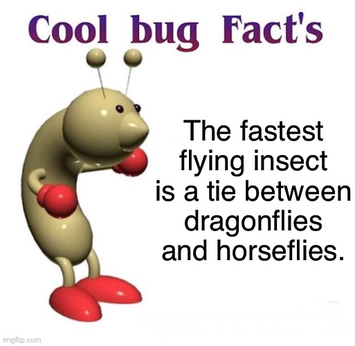 Cool Bug Facts | The fastest flying insect is a tie between
dragonflies and horseflies. | image tagged in cool bug facts | made w/ Imgflip meme maker