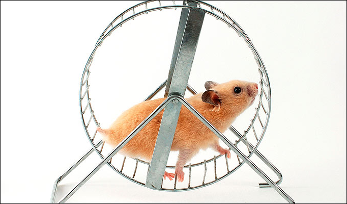 Hamster on wheel Blank Meme Template