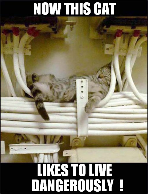 Cats Hiding Place Discovered ! | NOW THIS CAT; LIKES TO LIVE   DANGEROUSLY  ! | image tagged in cats,electricity,hiding place,i too like to live dangerously | made w/ Imgflip meme maker