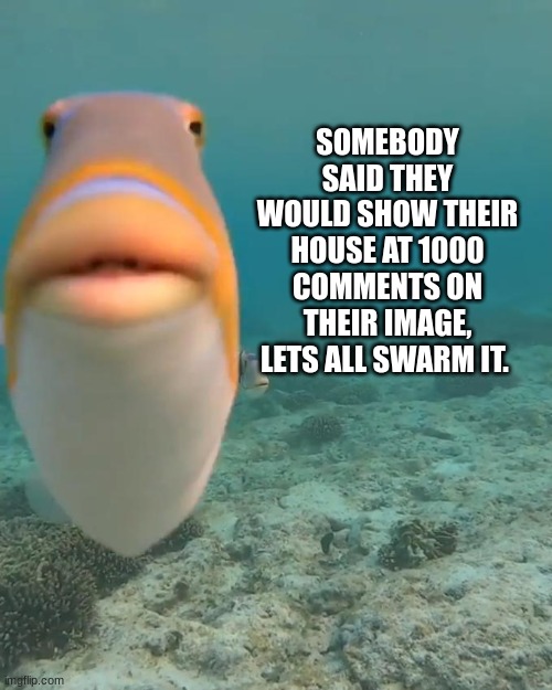 image link in comments | SOMEBODY SAID THEY WOULD SHOW THEIR HOUSE AT 1000 COMMENTS ON THEIR IMAGE, LETS ALL SWARM IT. | image tagged in staring fish | made w/ Imgflip meme maker