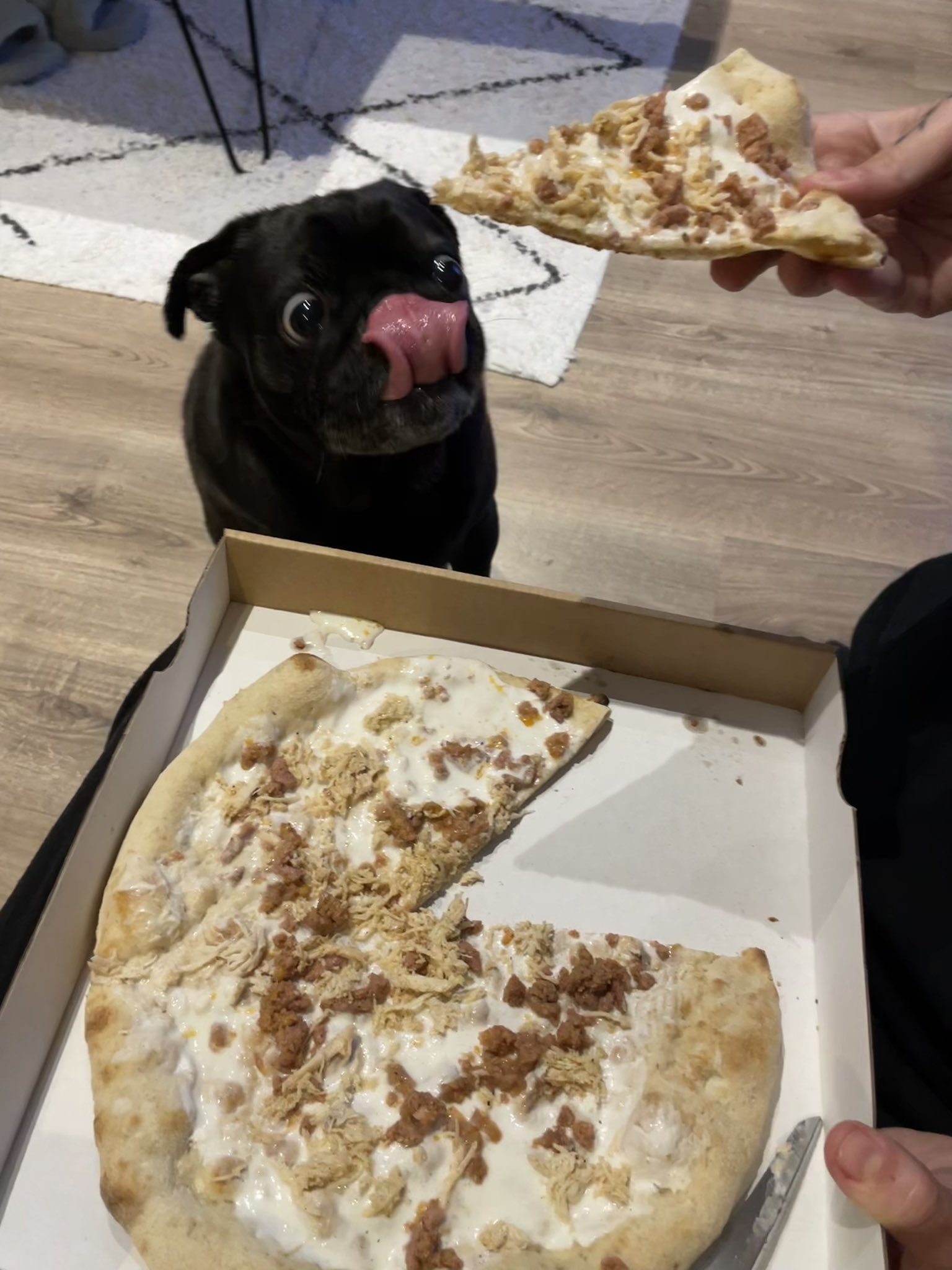 Pug with Pizza 1.2 Blank Meme Template