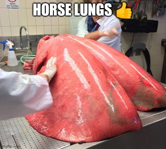 HORSE LUNGS 👍 | made w/ Imgflip meme maker