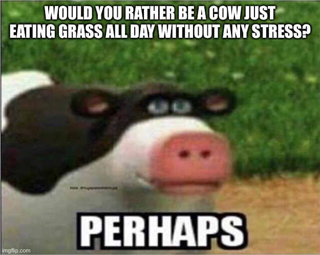 Perhaps Cow | WOULD YOU RATHER BE A COW JUST EATING GRASS ALL DAY WITHOUT ANY STRESS? | image tagged in perhaps cow | made w/ Imgflip meme maker