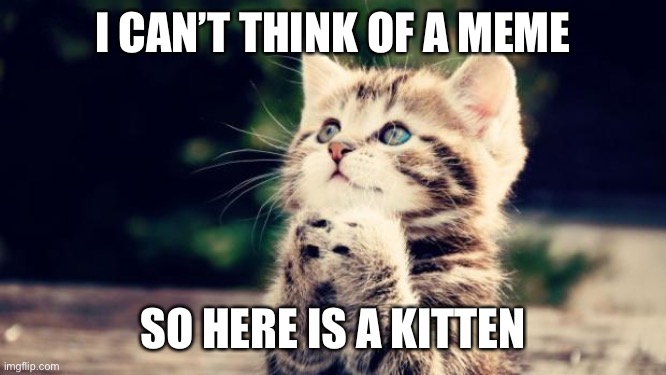 Meow | I CAN’T THINK OF A MEME; SO HERE IS A KITTEN | image tagged in cute kitten | made w/ Imgflip meme maker