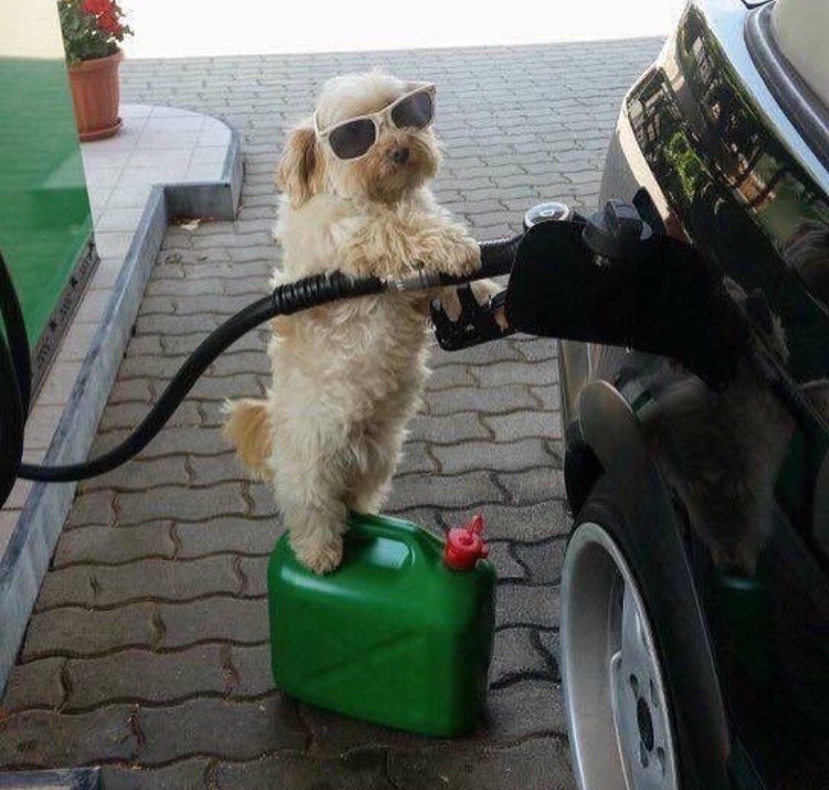 High Quality Dog Petrol Station Attendant (Higher Res) Blank Meme Template