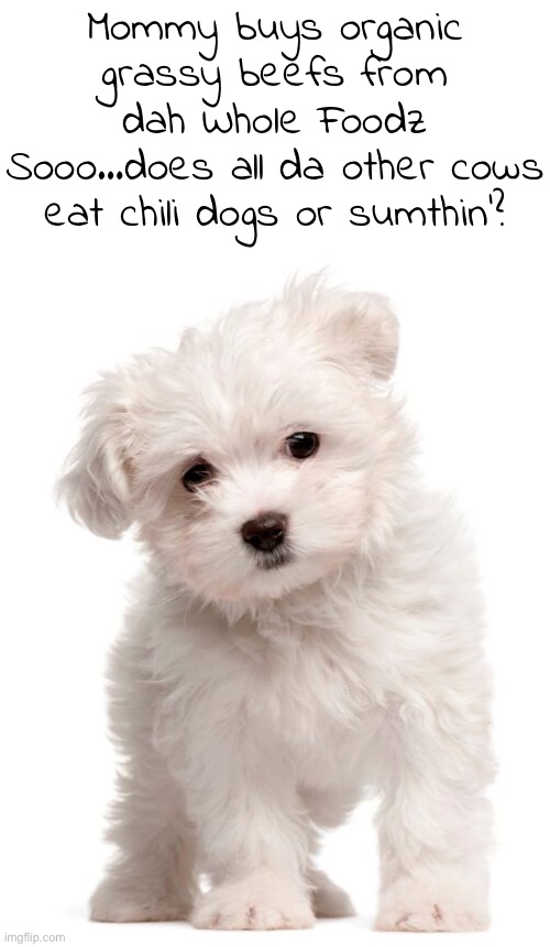Puppies…It’s like all day long with the questions. Sheesh! | Mommy buys organic grassy beefs from dah Whole Foodz
Sooo…does all da other cows eat chili dogs or sumthin’? | image tagged in funny memes,funny dog memes,organic food,beefs,puppies | made w/ Imgflip meme maker