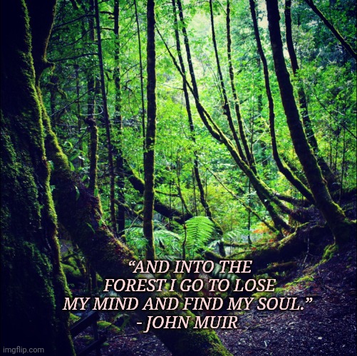 Poetry | “AND INTO THE FOREST I GO TO LOSE MY MIND AND FIND MY SOUL.” 
- JOHN MUIR | image tagged in poetry | made w/ Imgflip meme maker