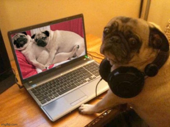 Horny Pug | image tagged in horny pug | made w/ Imgflip meme maker