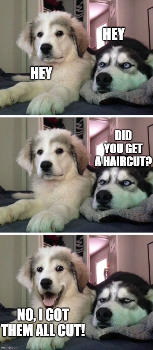 Dog bad joke | HEY; HEY; DID YOU GET A HAIRCUT? NO, I GOT THEM ALL CUT! | image tagged in dog bad joke | made w/ Imgflip meme maker