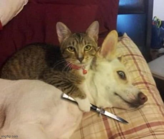 Cat killing dog | image tagged in cat killing dog | made w/ Imgflip meme maker