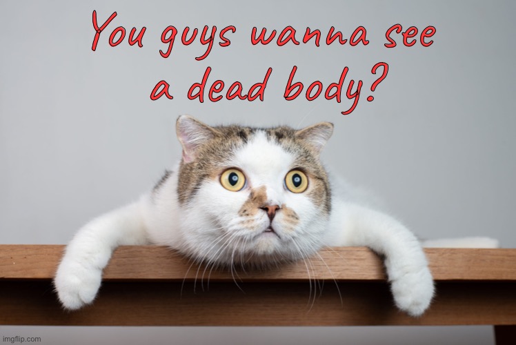 Simple. Dark. Hahaha! | You guys wanna see
 a dead body? | image tagged in funny memes,dark humor,funny cat memes | made w/ Imgflip meme maker