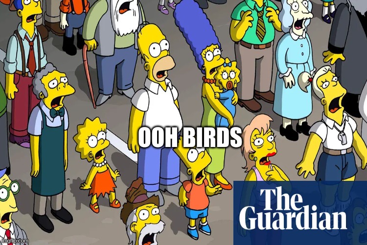 simpsons | OOH BIRDS | image tagged in funny | made w/ Imgflip meme maker