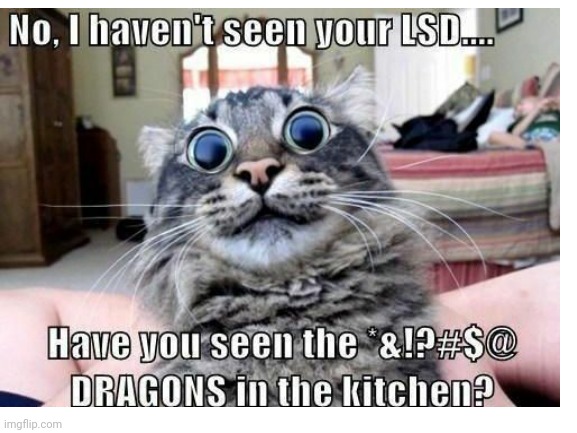 LSD Cat | image tagged in cat meme,drugs | made w/ Imgflip meme maker