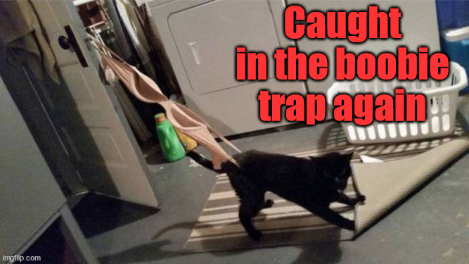 Caught in the boobie trap again | image tagged in cats | made w/ Imgflip meme maker