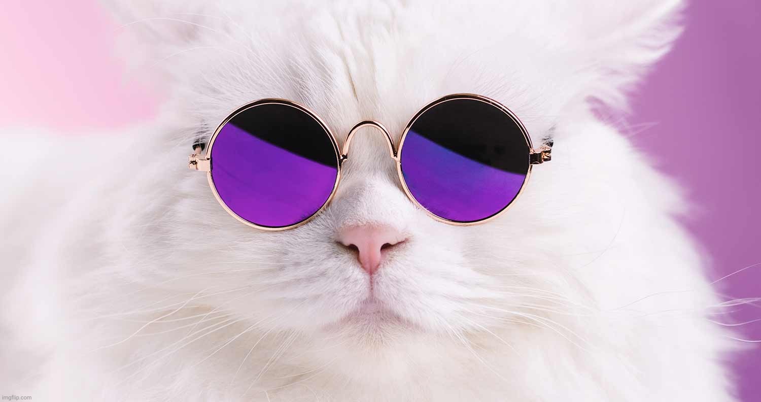 White cat with glasses | image tagged in cat,white cat with glasses,cat with glasses | made w/ Imgflip meme maker