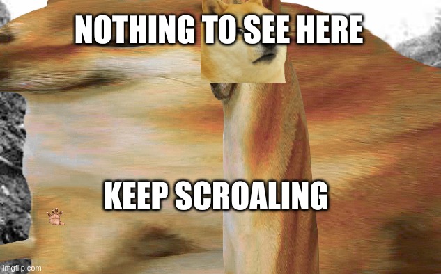 nothing to see here | NOTHING TO SEE HERE; KEEP SCROALING | image tagged in dogs | made w/ Imgflip meme maker