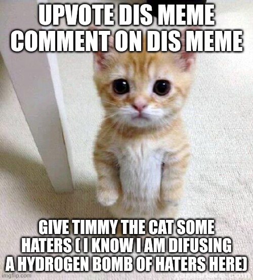 Cute Cat | UPVOTE DIS MEME COMMENT ON DIS MEME; GIVE TIMMY THE CAT SOME HATERS ( I KNOW I AM DIFUSING A HYDROGEN BOMB OF HATERS HERE) | image tagged in memes,cute cat,upvote begging,haters gonna hate | made w/ Imgflip meme maker