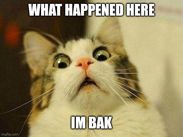 Scared Cat | WHAT HAPPENED HERE; IM BAK | image tagged in memes,scared cat | made w/ Imgflip meme maker