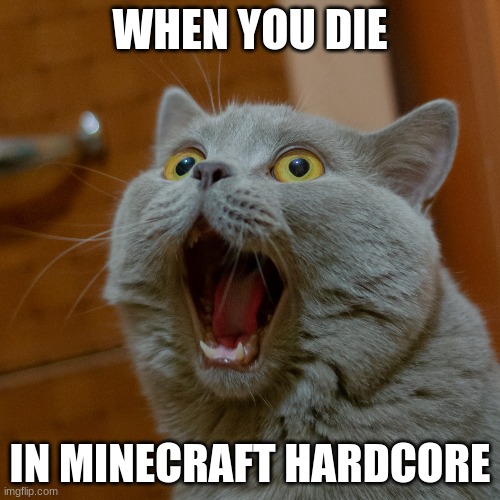 hardcore minecraft | WHEN YOU DIE; IN MINECRAFT HARDCORE | image tagged in cats | made w/ Imgflip meme maker