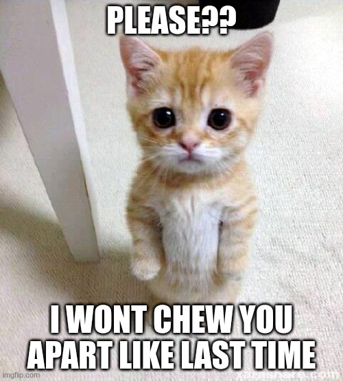 Cute Cat Meme | PLEASE?? I WONT CHEW YOU APART LIKE LAST TIME | image tagged in memes,cute cat | made w/ Imgflip meme maker