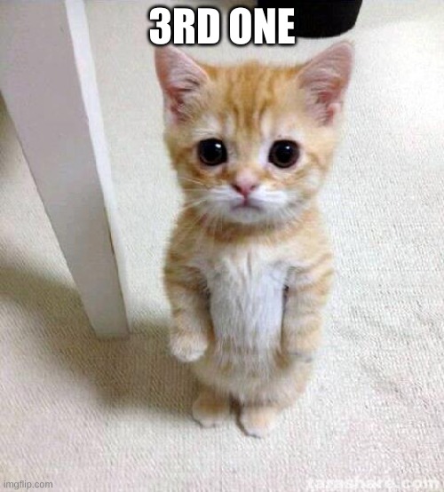 Cute Cat | 3RD ONE | image tagged in memes,cute cat | made w/ Imgflip meme maker