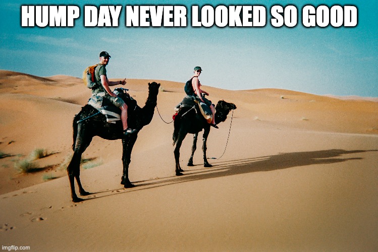 Hump Day goals | HUMP DAY NEVER LOOKED SO GOOD | image tagged in wednesday,hump day,camel,desert | made w/ Imgflip meme maker