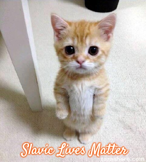 Cute Cat Meme | Slavic Lives Matter | image tagged in memes,cute cat,slavic lives matter | made w/ Imgflip meme maker