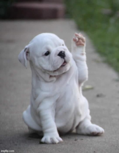 Puppy High Five  | image tagged in puppy high five | made w/ Imgflip meme maker