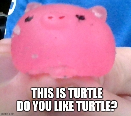 I named him turtle | THIS IS TURTLE
DO YOU LIKE TURTLE? | made w/ Imgflip meme maker