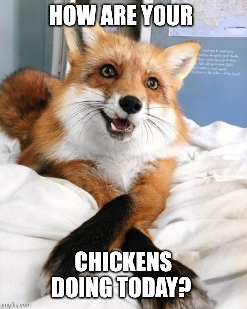 Freindly Fox 2 | HOW ARE YOUR; CHICKENS DOING TODAY? | image tagged in fox | made w/ Imgflip meme maker