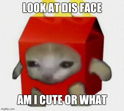 mc kitty | LOOK AT DIS FACE; AM I CUTE OR WHAT | image tagged in lol | made w/ Imgflip meme maker