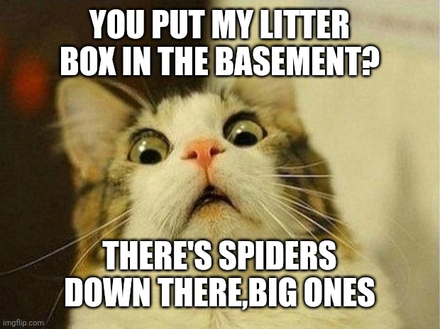 Scared Cat | YOU PUT MY LITTER BOX IN THE BASEMENT? THERE'S SPIDERS DOWN THERE,BIG ONES | image tagged in memes,scared cat | made w/ Imgflip meme maker