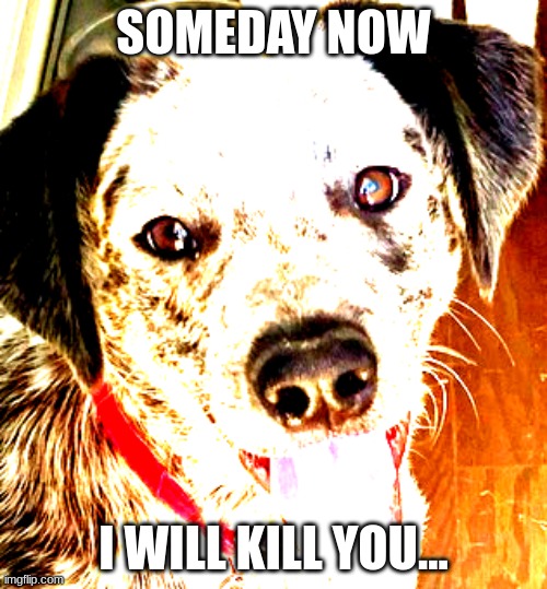 KILLER DOG | SOMEDAY NOW; I WILL KILL YOU... | image tagged in sussy baka | made w/ Imgflip meme maker