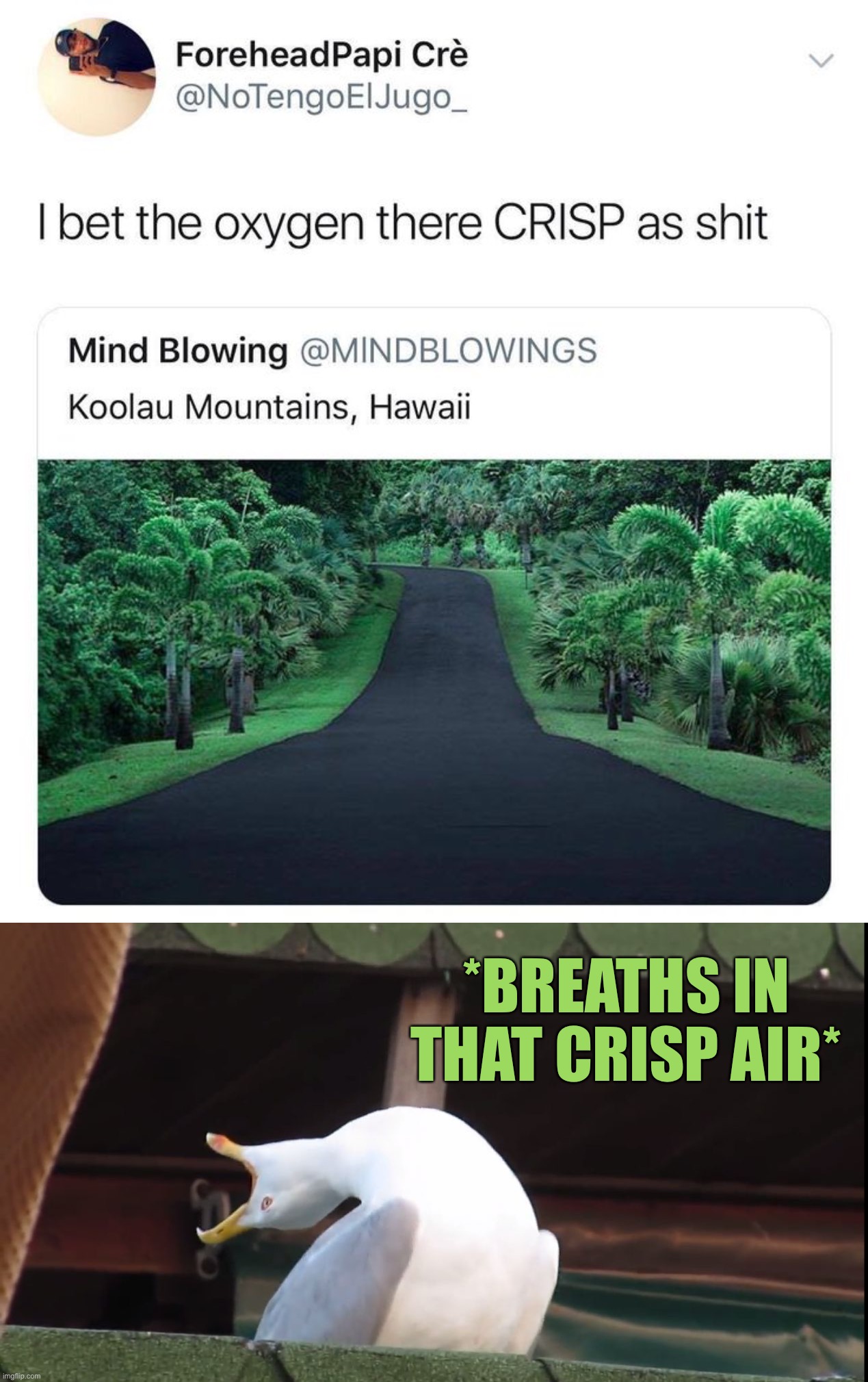 Crisp air | *BREATHS IN THAT CRISP AIR* | image tagged in memes,inhaling seagull,funny | made w/ Imgflip meme maker