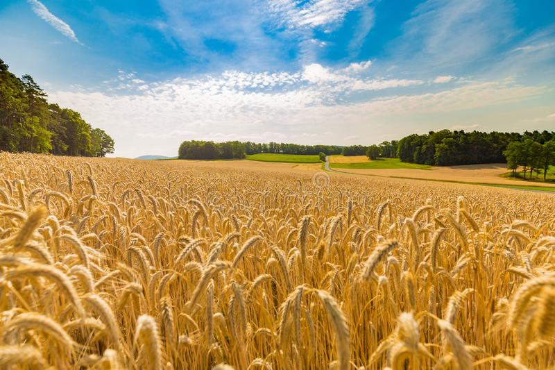 Amber waves of grain Blank Meme Template