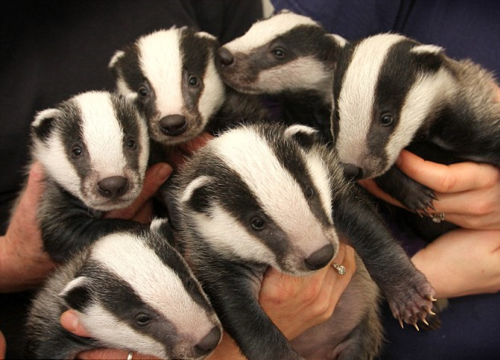 image tagged in animals,cute