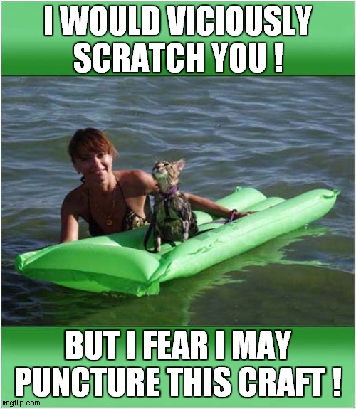 Not A Seafaring Cat ! | I WOULD VICIOUSLY
SCRATCH YOU ! BUT I FEAR I MAY PUNCTURE THIS CRAFT ! | image tagged in cats,sea,claws | made w/ Imgflip meme maker