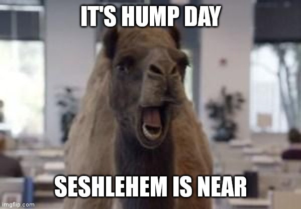 Hump Day Camel | IT'S HUMP DAY; SESHLEHEM IS NEAR | image tagged in hump day camel,funny memes | made w/ Imgflip meme maker