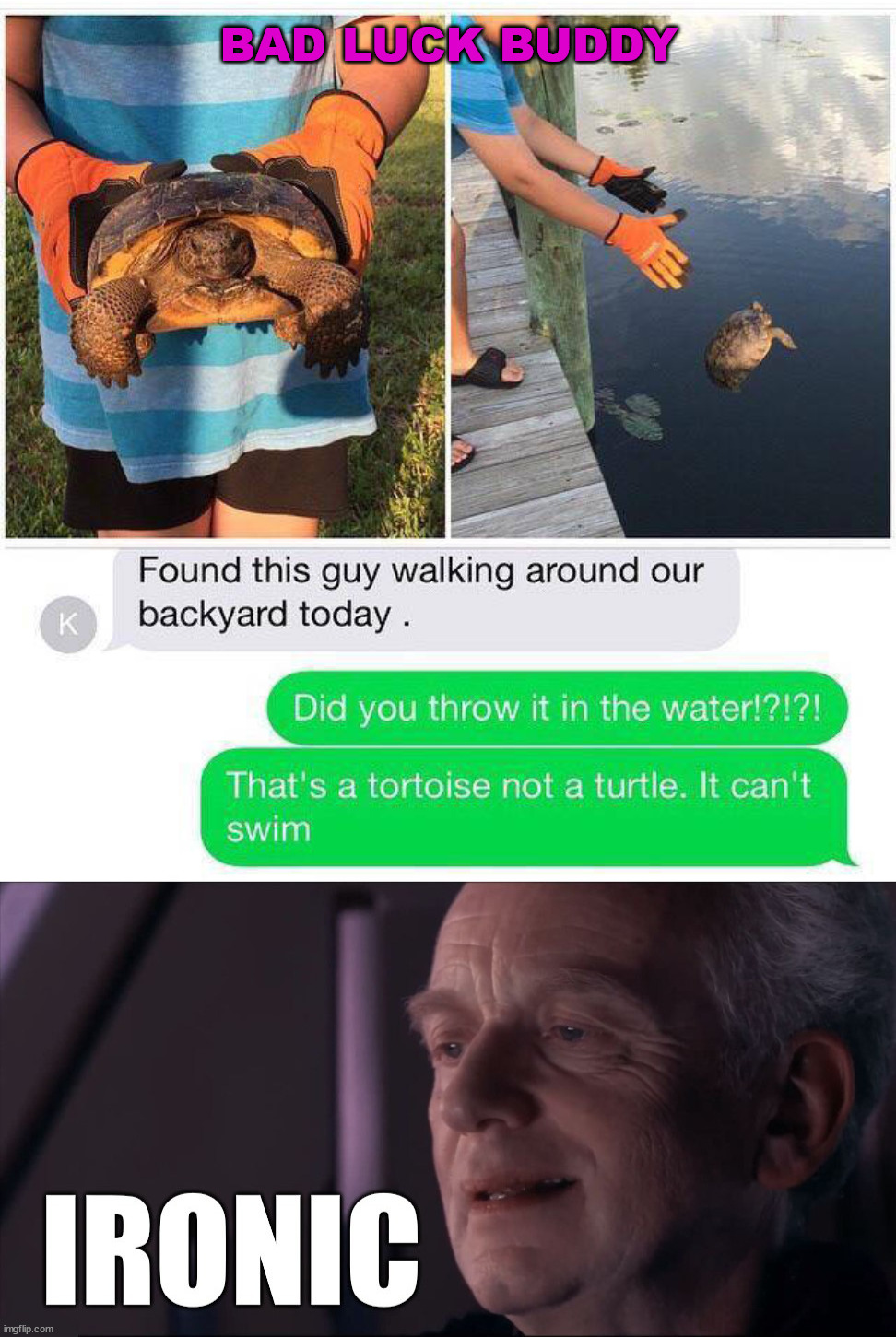 Not a good time for the tortoise. |  BAD LUCK BUDDY | image tagged in tortoise,just keep swimming,fails,irony | made w/ Imgflip meme maker